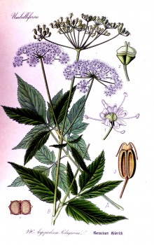 % Geißfuß (Giersch) bio
